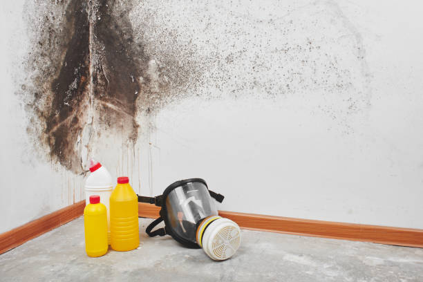 Best Toxic Mold Removal  in Leilani Estates, HI