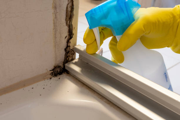 Best Toxic Mold Removal  in Leilani Estates, HI