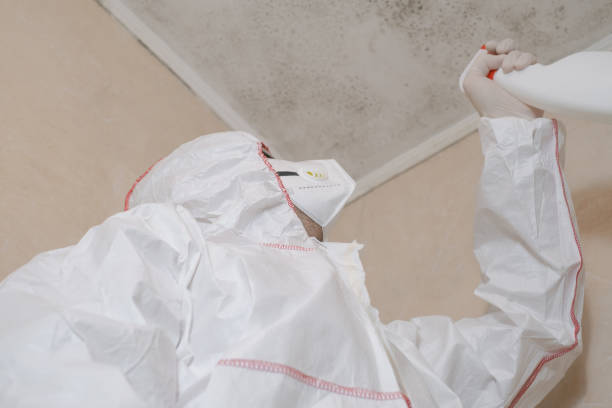 Mold Removal and Inspection in Leilani Estates, HI