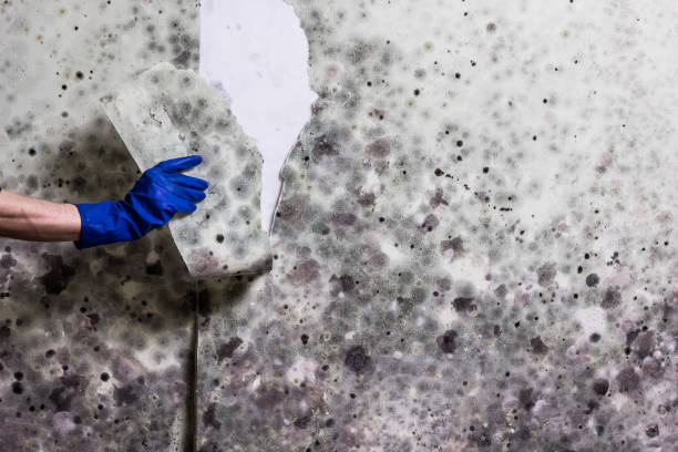 Best Fast Mold Removal  in Leilani Estates, HI